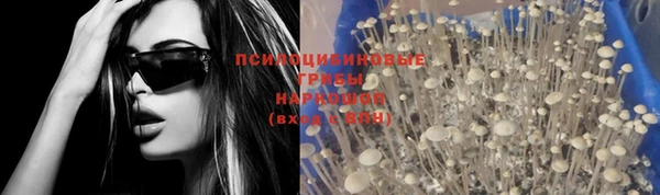 PSILOCYBIN Балабаново