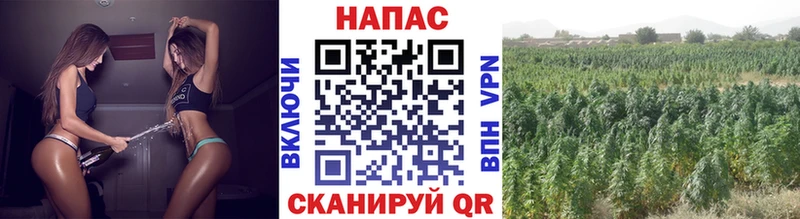 Купить где  Звенигово  Марихуана Amnesia 